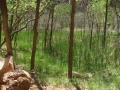 22avr_13.51 - Zion National Park.jpg
